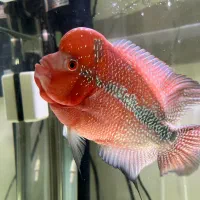 ماهی فلاور|ماهی|پاکدشت, پاکدشت (مامازند)|دیوار