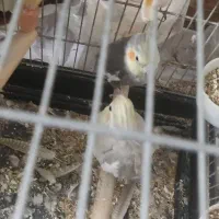 عروس هلندی جفت