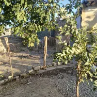 زمین مسکونی|فروش زمین و ملک کلنگی|خزل, |دیوار