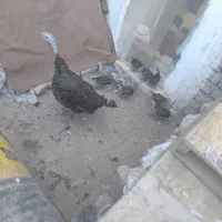 فروش بوقلمون