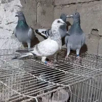 کبوتر جوانه مسافتی نژاد دار