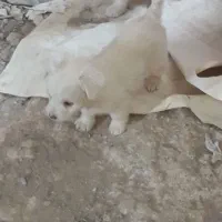 فروش 3 عدد توله سگ نژاد شیتزو|سگ|گلبهار, شهر جدید گلبهار|دیوار