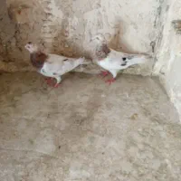 زرددنش .گراف .سار..زاغ کرمانی|پرنده|مشهد, جوادیه|دیوار