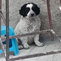 توله سگ قدرجونی