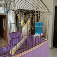 عروس هلندی نر و ماده