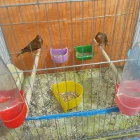 قناری|پرنده|شیراز, کوشک میدان|دیوار