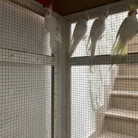 عروس البینو چشم شرابی|پرنده|بم, |دیوار