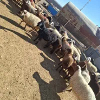 خریدوفروش دام|حیوانات مزرعه|بهمن صغاد, |دیوار