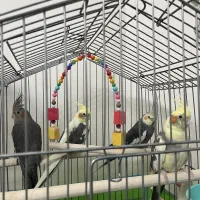 فروش عروس هلندی|پرنده|تهران, جیحون|دیوار