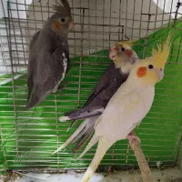 عروس هلندی نر و ماده