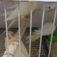 عروس هلندی با جوجه و تخم (فسا)