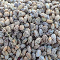 لوبیا چیتی درجه یک زود پز تمیز|خوردنی و آشامیدنی|فاضل آباد, |دیوار