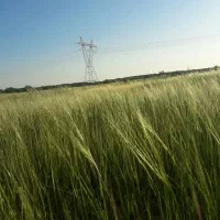 دلم گرفته