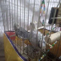 ۱جفت عردس هلندی