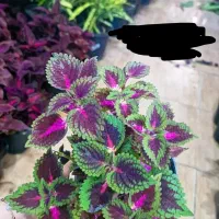 حسن یوسف جدید رسید|گل و گیاه طبیعی|بیرجند, |دیوار