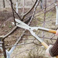 هرس درخت سیب و میم انگور