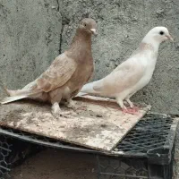 کبوتر گره و نقش|پرنده|میناب, |دیوار