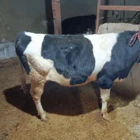 گوساله نر|حیوانات مزرعه|کبودرآهنگ, |دیوار