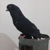 کفتر زاغ گرفتنی همین الان