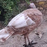 بوقلمون و غاز