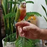 طوطی گرینچیک