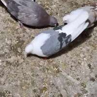 کبوتر گمشده