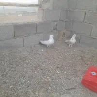 کبوتر دم سبزکاکلی نر و وزردماده