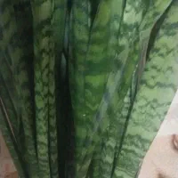 گل سانسوریا|گل و گیاه طبیعی|بجنورد, |دیوار