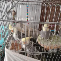 عروس هلندی