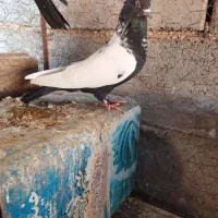 بدرنگ|پرنده|یزدان شهر, |دیوار