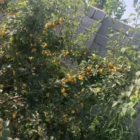 باغ-باغچه