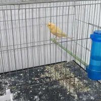 قناری نر قرص|پرنده|پاکدشت, پاکدشت (مامازند)|دیوار