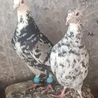 یک جفت سرور