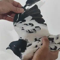 ابلغ افغونی سیاه ماده یه رخ داره دمش