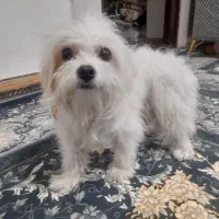 واگذاری شیتزو