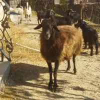 قوچ ۲ساله افشار