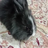 خرگوش|موش و خرگوش|جویبار, |دیوار