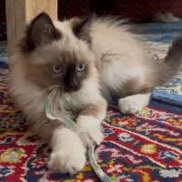 گربه پرشین هیمالین پشمالو ماده دوماهه|گربه|قوچان, |دیوار