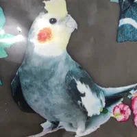 عروس هلندی گم شده