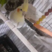 عروس هلندی سخنگو تقریبا اساله