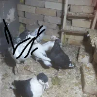 ۴ تا کفتر ۴۵۰ مفت