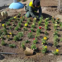 باغبان ، باغبانی ، هرس، پابیل،کاشت