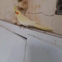 مرغ عشق دستی و عروس هلندی و فنچ