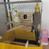 جفت عروس هلندی با تخفیف