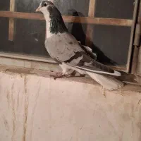 کفتر گمشده