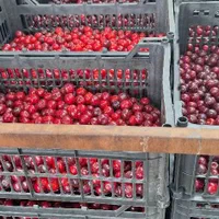 میوه و تره بار مخصوص صادرات داخلی و خارجی|خوردنی و آشامیدنی|تهران, شادمان|دیوار