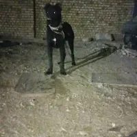 واگذاری سرابی ماده|سگ|کبودرآهنگ, |دیوار