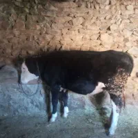 یک راس گوساله ماده