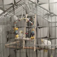 پرنده|پرنده|بندر گناوه, |دیوار