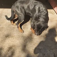 سگ ماده رتوایلر برای فروش|سگ|قائم‌شهر, |دیوار